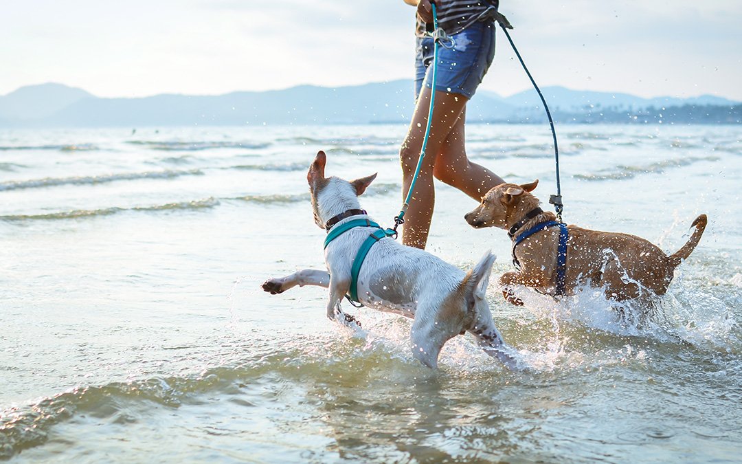 Huntington Beach Dog Parks And Beaches