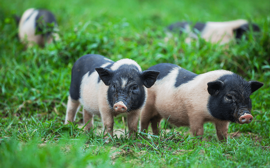potbelly pigs unusual legal pets in california