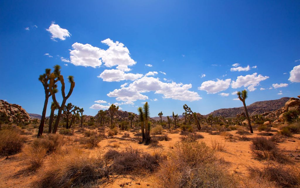Desert Landscape In Yucca Valley, Ca